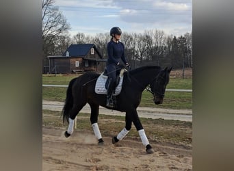 Schlesier, Stute, 4 Jahre, 168 cm, Dunkelbrauner