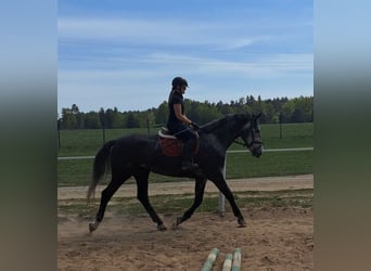 Schlesier, Stute, 4 Jahre, 172 cm, Schimmel