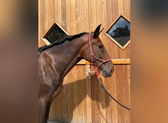 Schlesier, Stute, 5 Jahre, 163 cm, Brauner
