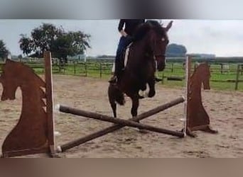 Schlesier, Stute, 5 Jahre, 163 cm, Brauner