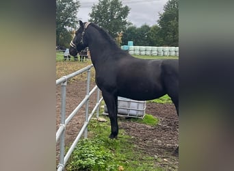 Schlesier, Stute, 6 Jahre, 163 cm, Rappe