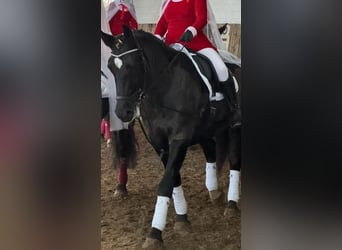 Schlesier, Stute, 6 Jahre, 163 cm, Rappe