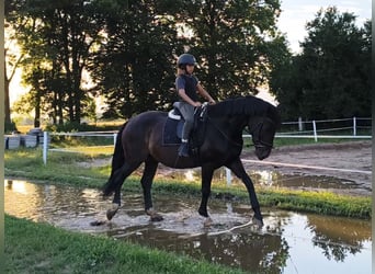 Schlesier, Stute, 6 Jahre, 168 cm, Dunkelbrauner