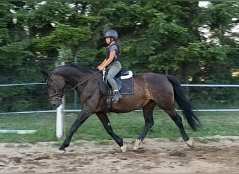 Schlesier, Stute, 6 Jahre, 168 cm, Dunkelbrauner