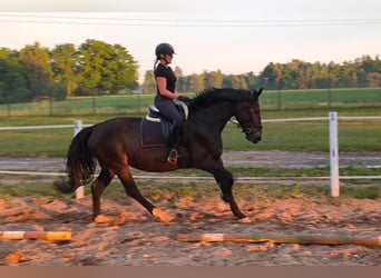 Schlesier, Stute, 6 Jahre, 168 cm, Dunkelbrauner