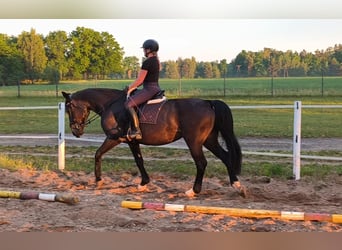 Schlesier, Stute, 6 Jahre, 168 cm, Dunkelbrauner