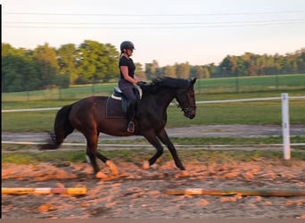 Schlesier, Stute, 6 Jahre, 168 cm, Dunkelbrauner