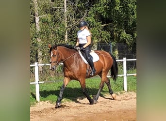 Schlesier, Stute, 7 Jahre, 168 cm, Brauner