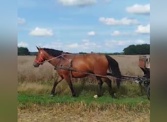 Schlesier, Stute, 7 Jahre, 168 cm, Brauner