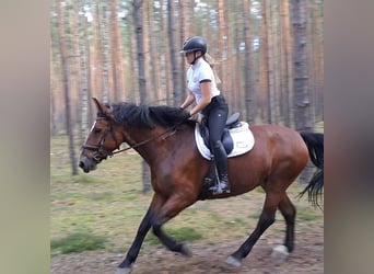 Schlesier, Stute, 7 Jahre, 168 cm, Brauner