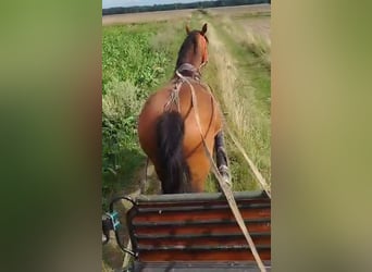 Schlesier, Stute, 7 Jahre, 168 cm, Brauner
