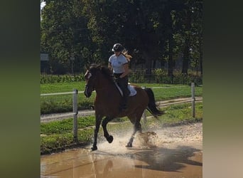 Schlesier, Stute, 7 Jahre, 168 cm, Brauner