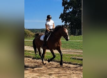 Schlesier, Stute, 7 Jahre, 168 cm, Brauner