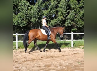 Schlesier, Stute, 7 Jahre, 168 cm, Brauner