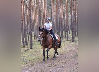Schlesier, Stute, 7 Jahre, 168 cm, Brauner