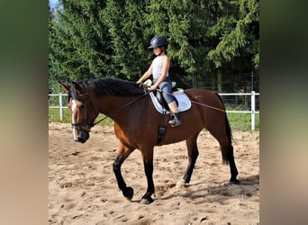 Schlesier, Stute, 7 Jahre, 168 cm, Brauner
