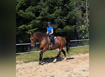 Schlesier, Stute, 7 Jahre, 172 cm, Brauner
