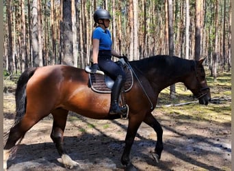 Schlesier, Stute, 7 Jahre, 172 cm, Brauner