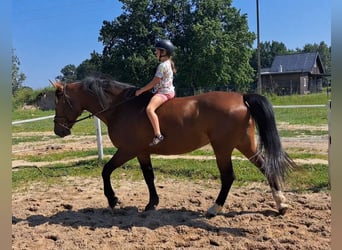 Schlesier, Stute, 7 Jahre, 172 cm, Brauner