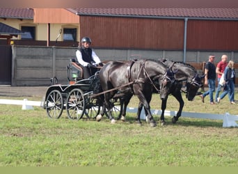 Schlesier, Stute, 8 Jahre, 165 cm, Rappe