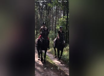 Schlesier, Stute, 8 Jahre, 165 cm, Rappe