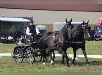 Schlesier, Stute, 8 Jahre, 165 cm, Rappe