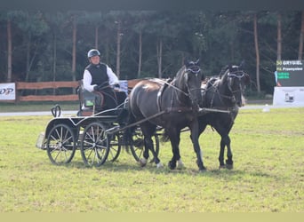Schlesier, Stute, 8 Jahre, 165 cm, Rappe