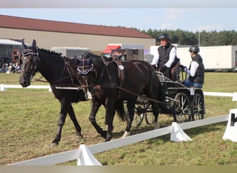 Schlesier, Stute, 8 Jahre, 165 cm, Rappe