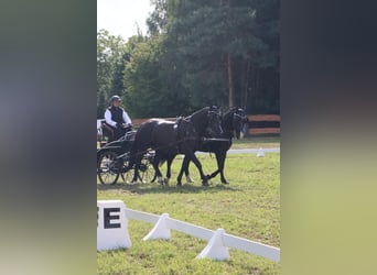 Schlesier, Stute, 8 Jahre, 165 cm, Rappe