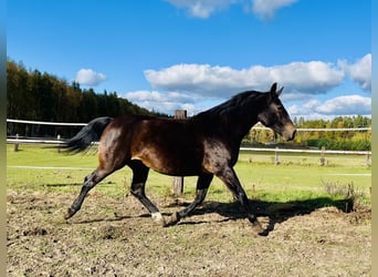 Schlesier, Stute, 9 Jahre, 169 cm, Dunkelbrauner