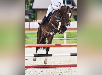 Schlesier Mix, Wallach, 10 Jahre, 165 cm, Dunkelbrauner