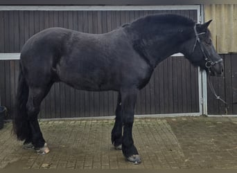 Schlesier, Wallach, 10 Jahre, 165 cm, Rappe