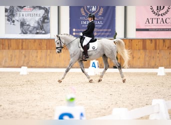 Schlesier, Wallach, 10 Jahre, 174 cm, Schimmel
