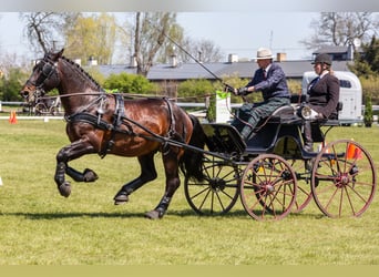 Schlesier, Wallach, 11 Jahre, 170 cm, Brauner