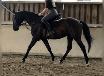 Schlesier, Wallach, 12 Jahre, 165 cm, Rappe