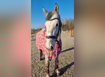 Schlesier Mix, Wallach, 12 Jahre, 173 cm, Fliegenschimmel