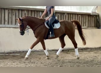 Schlesier, Wallach, 12 Jahre, 175 cm, Fuchs