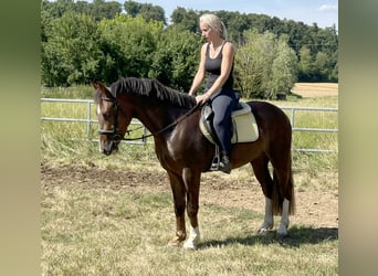 Schlesier, Wallach, 3 Jahre, 152 cm, Dunkelfuchs