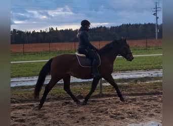 Schlesier Mix, Wallach, 3 Jahre, 158 cm, Brauner