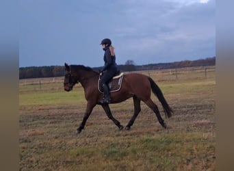 Schlesier Mix, Wallach, 3 Jahre, 158 cm, Brauner