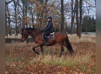 Schlesier Mix, Wallach, 3 Jahre, 158 cm, Brauner