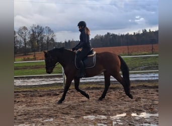 Schlesier Mix, Wallach, 3 Jahre, 158 cm, Brauner