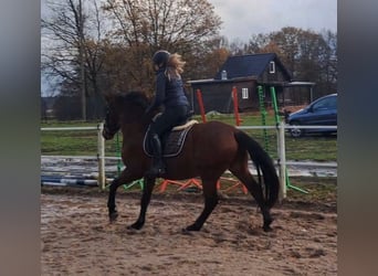 Schlesier Mix, Wallach, 3 Jahre, 158 cm, Brauner