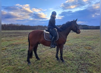 Schlesier Mix, Wallach, 3 Jahre, 158 cm, Brauner