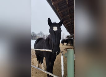 Schlesier, Wallach, 3 Jahre, 162 cm, Rappe