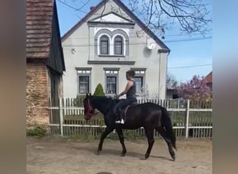Schlesier, Wallach, 3 Jahre, 162 cm, Schwarzbrauner
