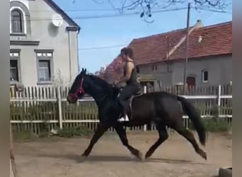 Schlesier, Wallach, 3 Jahre, 162 cm, Schwarzbrauner