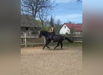 Schlesier, Wallach, 3 Jahre, 162 cm, Schwarzbrauner