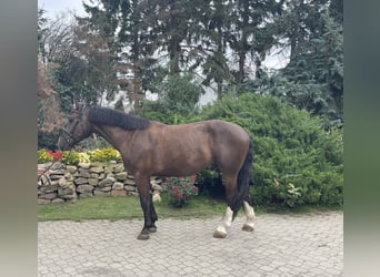 Schlesier, Wallach, 3 Jahre, 165 cm, Dunkelbrauner