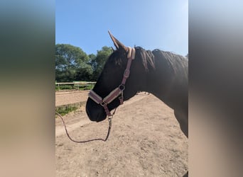 Schlesier, Wallach, 3 Jahre, 165 cm, Rappe